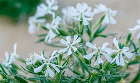 Snowdrops Varieties: What Sets Different Types Of Snowdrops Apart ...