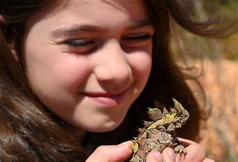 How Do Horned Lizards Shoot Blood From Their Eyes Wonderopolis