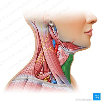 Tri Ngulo Posterior Del Cuello Tri Ngulo Anterior Del Cuello Tri Ngulos