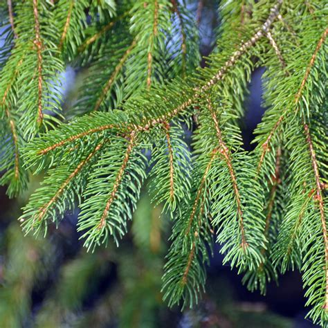 White spruce | ontario.ca