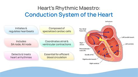 Understanding the Conduction System of the Heart