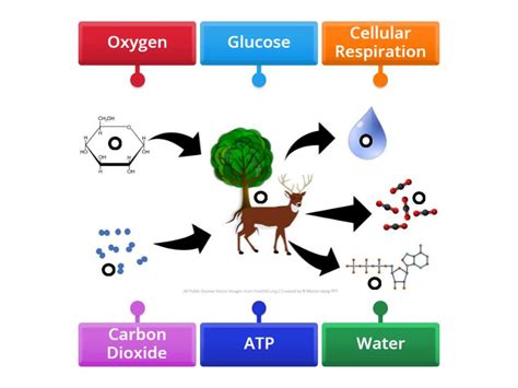 Cellular Respiration - Labelled diagram