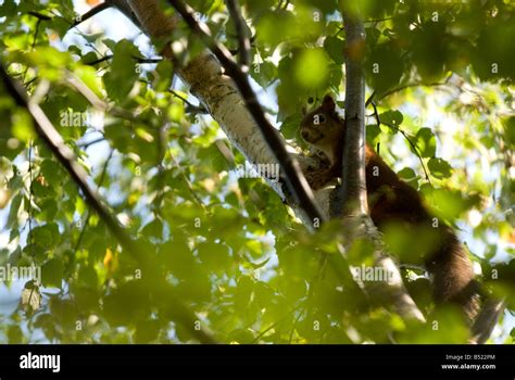 Red squirrel in its habitat Stock Photo - Alamy