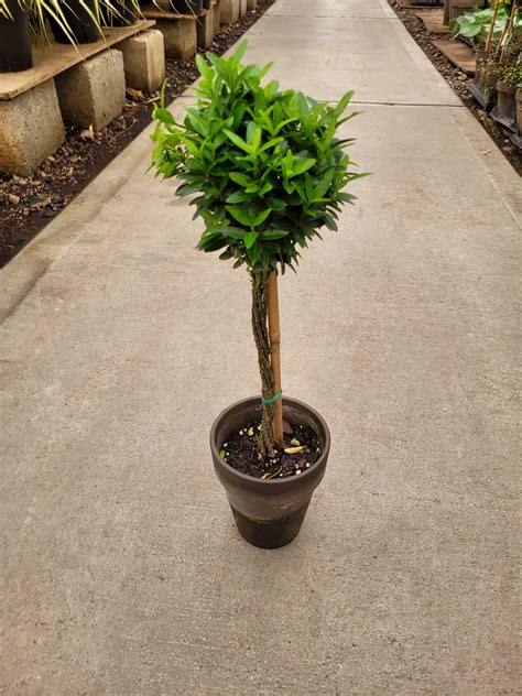 Euonymus Topiary Tall Grey Clay Pot Tri State Foliage Prebook Shop