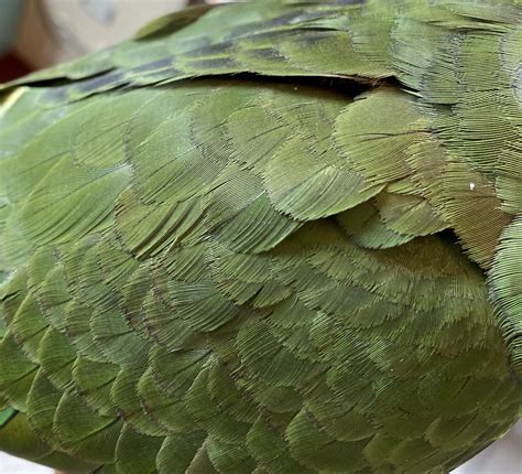 what happens if parrot stressed for beginners 8