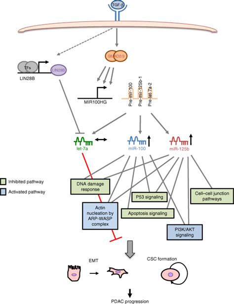 Proposed Mechanism Of Action Of Tgf Regulated Mir And Mir B In