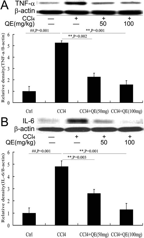 Quercitrin Offers Protection Against Brain Injury In Mice By Inhibiting