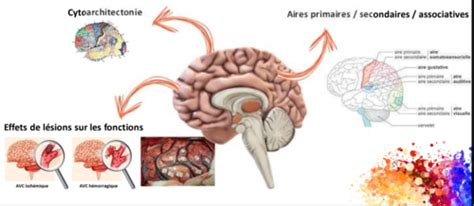 Part 2 Evolutions théoriques en neuropsychologie Cartes Quizlet