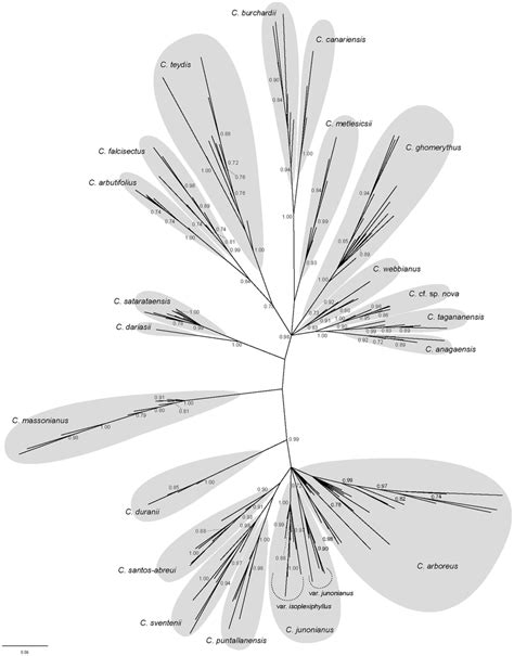 Phylogenetic Analysis Of Aflp Data Unrooted Majority Rule Tree