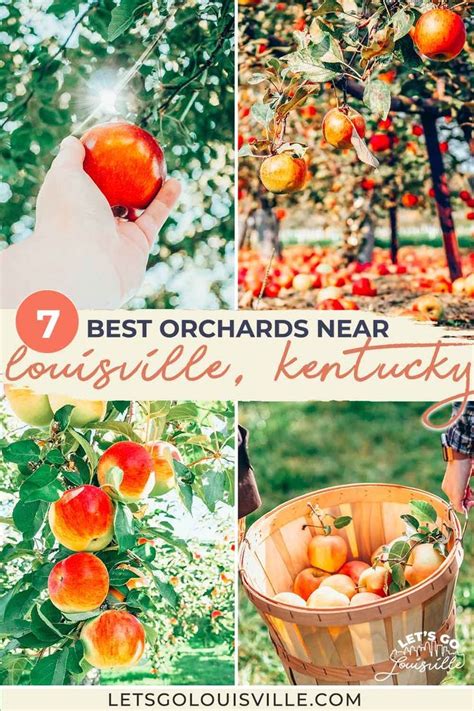 The Best Orchards Near Louisvillee Kentucky Are Featured In This