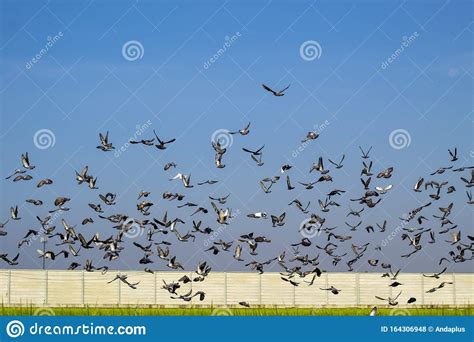 Flock of Flying Speed Racing Pigeon , Group of Flying Pigeon Against ...