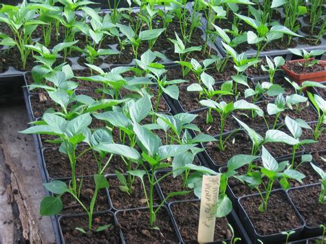 Chapter 6, K Pepper seedlings in greenhouse – Sustainable Market Farming