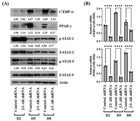 Biology Free Full Text Expression And Role Of Adrenergic