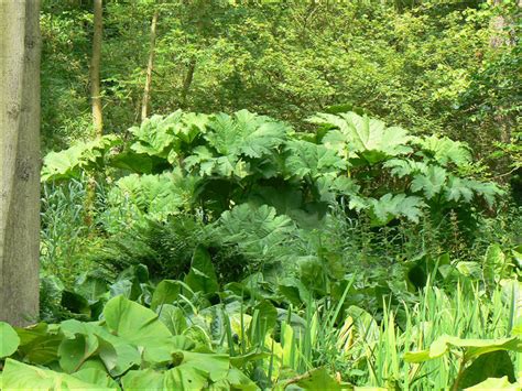 Fairhaven Woodland And Water Gardens Norfolk Broads