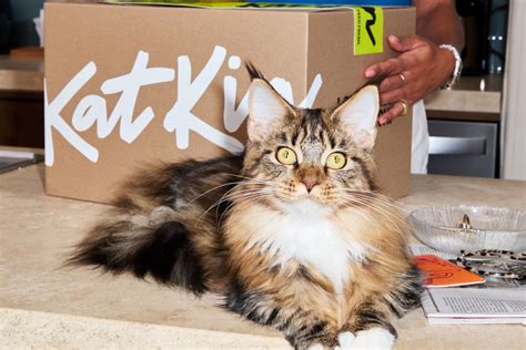 KatKin: Fresh Cat Food. Love Hard. Feed Fresh.