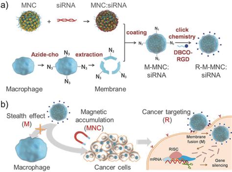 Schematic Illustration Of Biomimetic Magnetosome For Effective Sirna