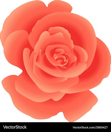 Single Flower Coral Rose Royalty Free Vector Image