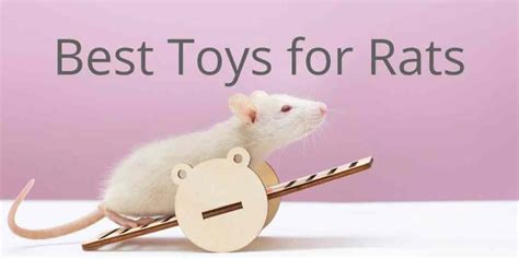 22 Toys For Rats Best Rat Toys For Happy And Healthy Pet Rats Olives