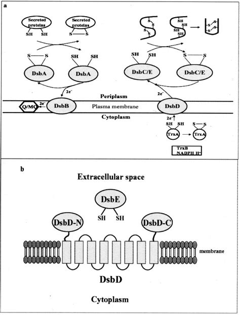 Model For Disulfide Bond Formation And Rearrangement Of Catalyzed By