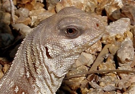 Desert Iguana