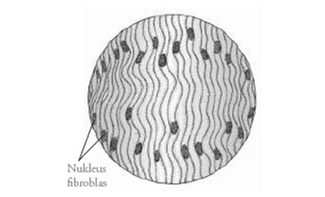 jaringan ikat sebenarnya