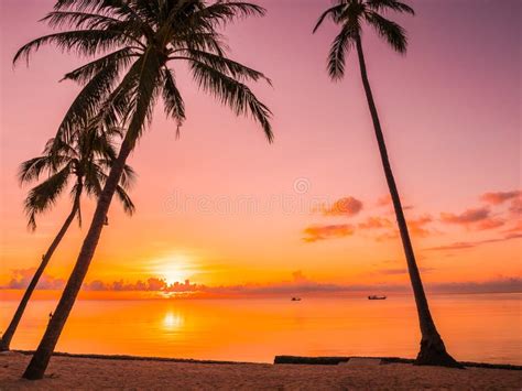 Beautiful Tropical Beach Sea And Ocean With Coconut Palm Tree At Stock