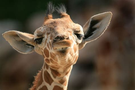 12 Photos Of The Cutest Baby Giraffes Wave Avenue Inspiration