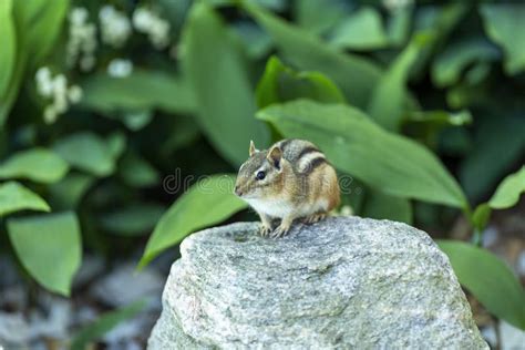 The Eastern Chipmunk. is a Chipmunk Species Found in Eastern North America Stock Photo - Image ...