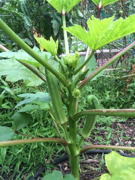 How To Grow Okra In Houston Growing Vegetables Food Garden Most