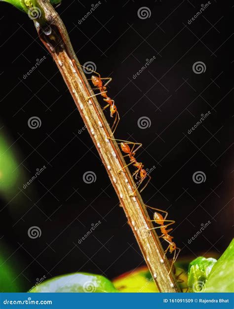 Red fire ants stock image. Image of animal, ants, wild - 161091509