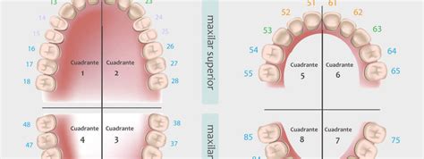 Nomenclatura dental FDI Qué es y cómo funciona ILERNA