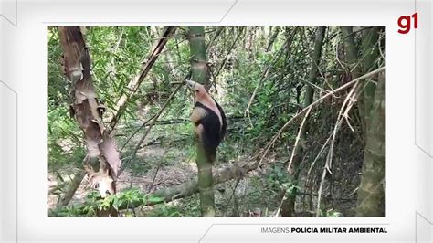 Vídeo Polícia Ambiental resgata tamanduá mirim e o devolve à natureza