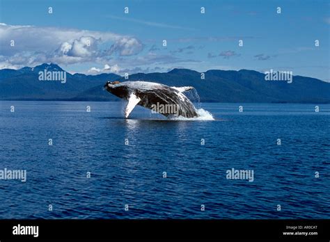 Humpback Whale Breaching Frederick Sound Se Ak Stock Photo Alamy