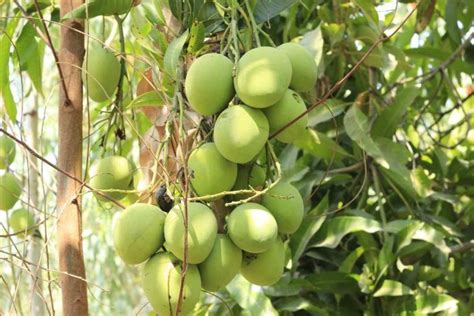 Organic Mango Farming, Cultivation Practices | Agri Farming