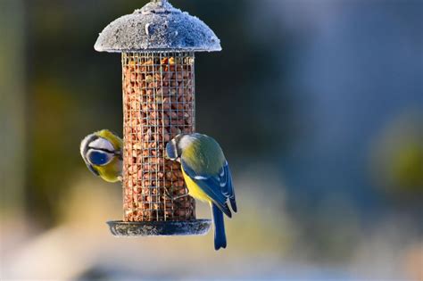 Nourrir Les Oiseaux En Hiver Spa De Lyon Et Du Sud Est