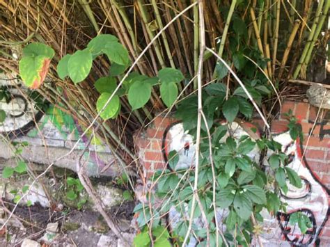 What Damage Can Japanese Knotweed Do Knotweed House Damage