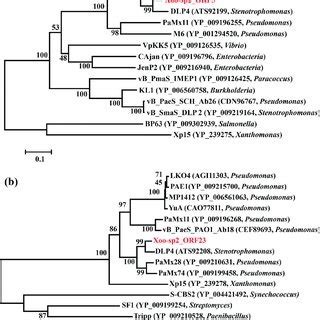 Comparative Phylogenetic Analysis Of The TerL A And MCP B Of