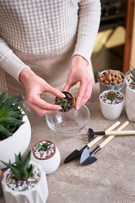 Succulent Haworthia Plant In Brown Plastic Pot Ready For Transplanting