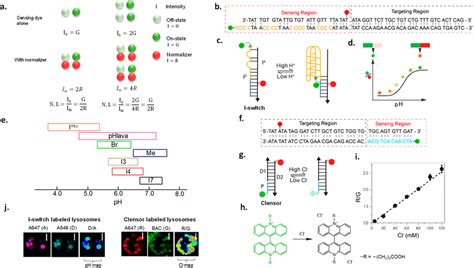 Ratiometric Quantification And Its Application To Dna Reporters A