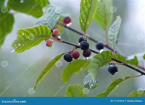 Alder buckthorn stock photo. Image of foliage, leaves - 11137610