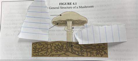 Module 4 Kingdom Fungi Diagram Quizlet