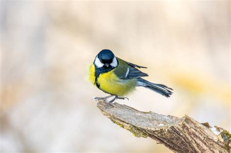 Oiseaux Les Plus Observ S Dans Les Jardins En France