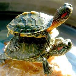 Pet Turtle Care: How to set up a turle aquarium | Pet Turtle Care