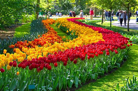 Belgique Et Hollande Au Moment Des Tulipes Bruxelles Amsterdam