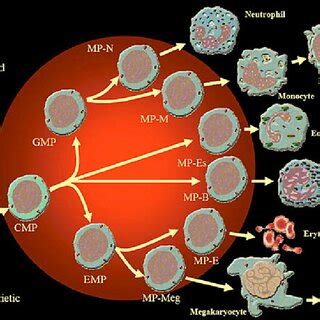 1: Progenitor cells represent a continuum of differentiated cell types ...