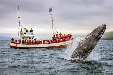 Whale Watching Tours In Iceland Arctic Adventures