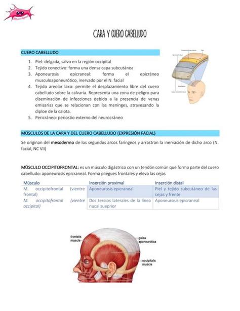 RESUMEN MOORE CARA Y CUERO CABELLUDO Medicina humana Anatomía uDocz