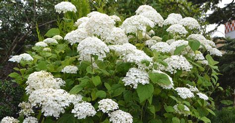 How To Grow And Care For Smooth Hydrangea H Arborescens