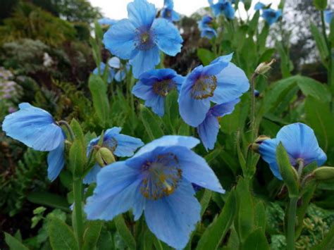 Meconopsis betonicifolia - Himalayan Blue Poppy, Tibetan Blue Poppy ...