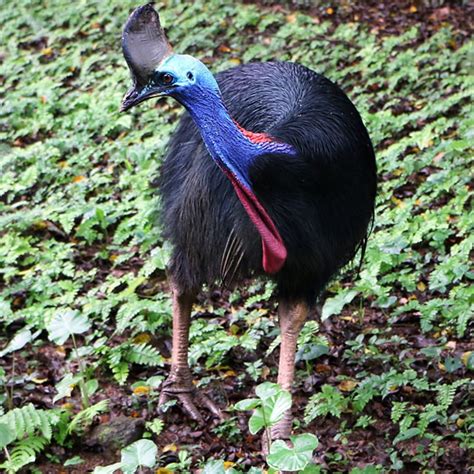 Southern Cassowary | The Animal Spot